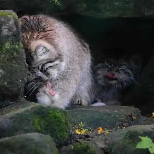 Фотография Коты и Пус в Роттердамском Зоопарке