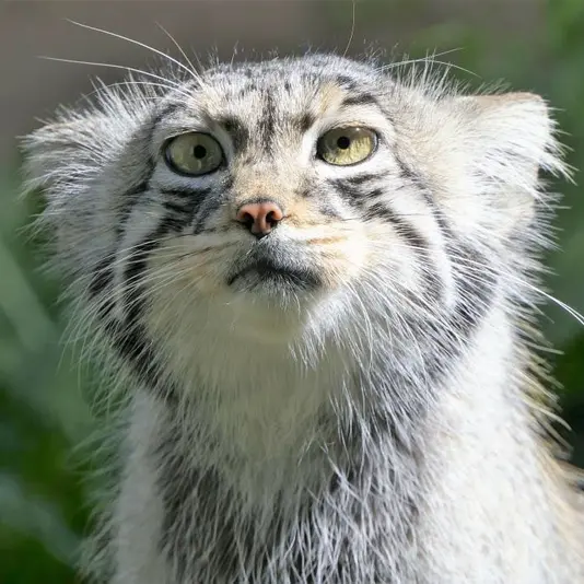 Фотография Эола в Таллинском Зоопарке