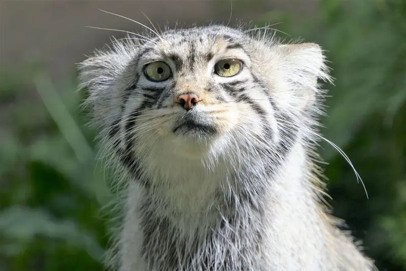 Фотография Эола в Таллинском Зоопарке