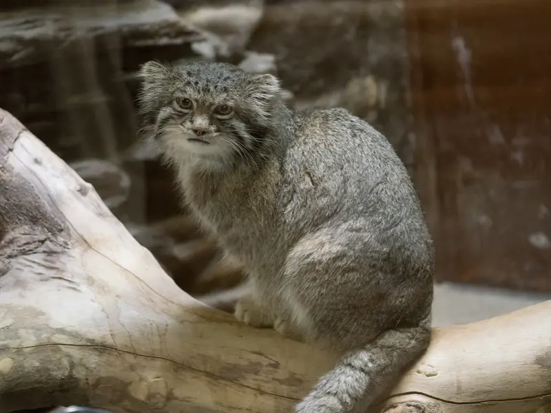 Фотография Клёна в Зоопарке Уено