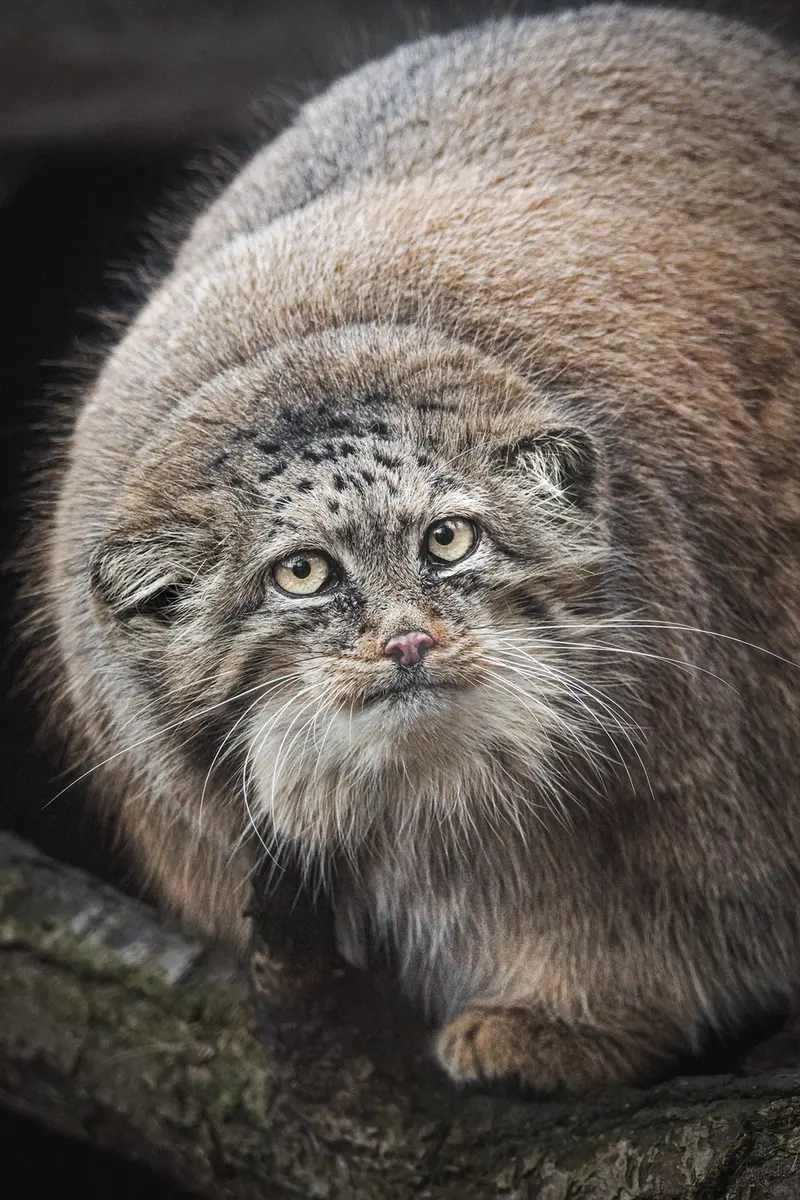 Фотография Розы в Зоопарке Брно