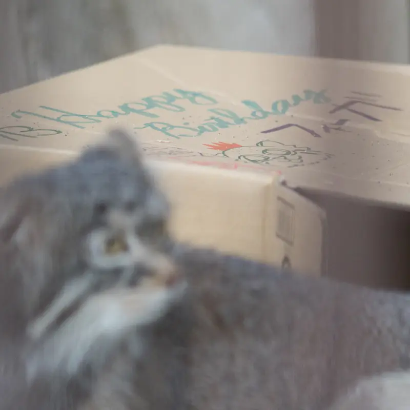 Фотография Фиги в Зоопарке Ногеяме