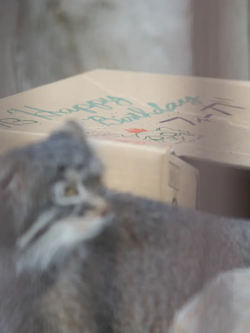 Фотография Фиги в Зоопарке Ногеяме