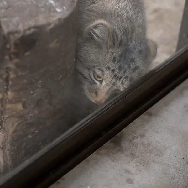 Фотография Нагому в Царстве Животных Насу