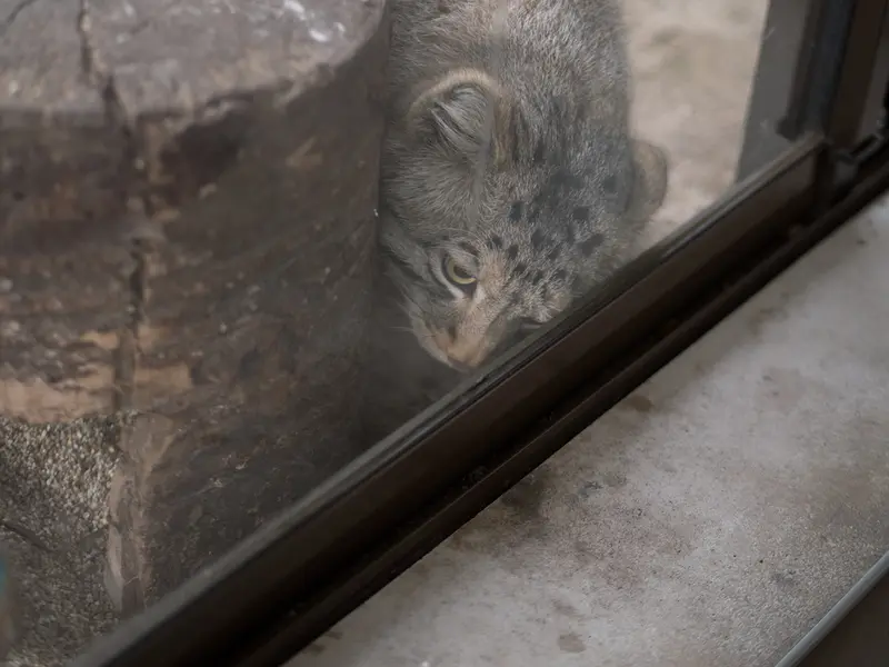 Фотография Нагому в Царстве Животных Насу