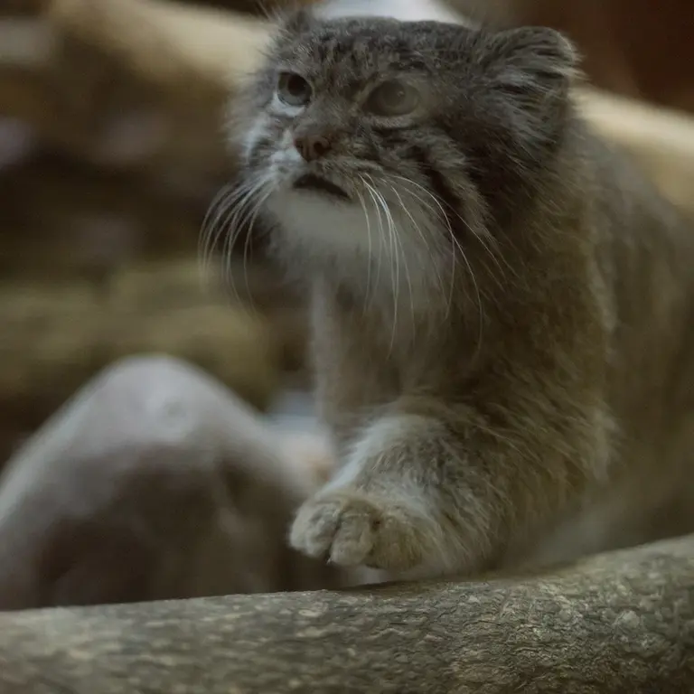 Фотография Клёна в Зоопарке Уено