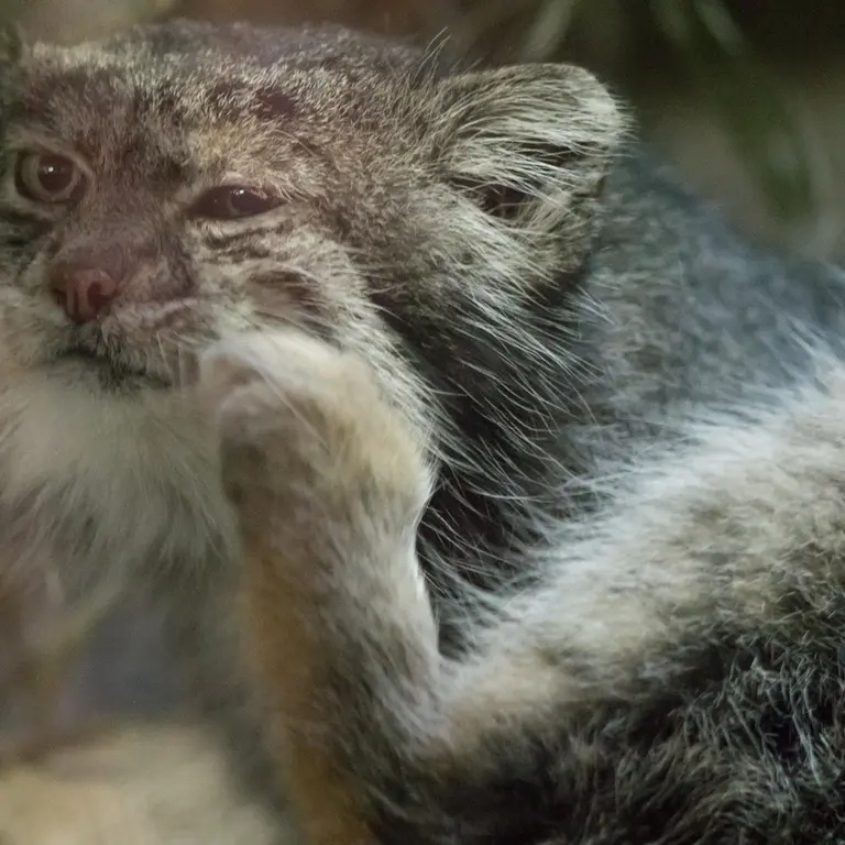 Фотография Клёна в Зоопарке Уено