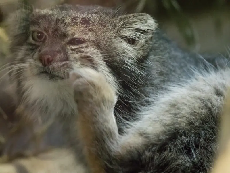 Фотография Клёна в Зоопарке Уено