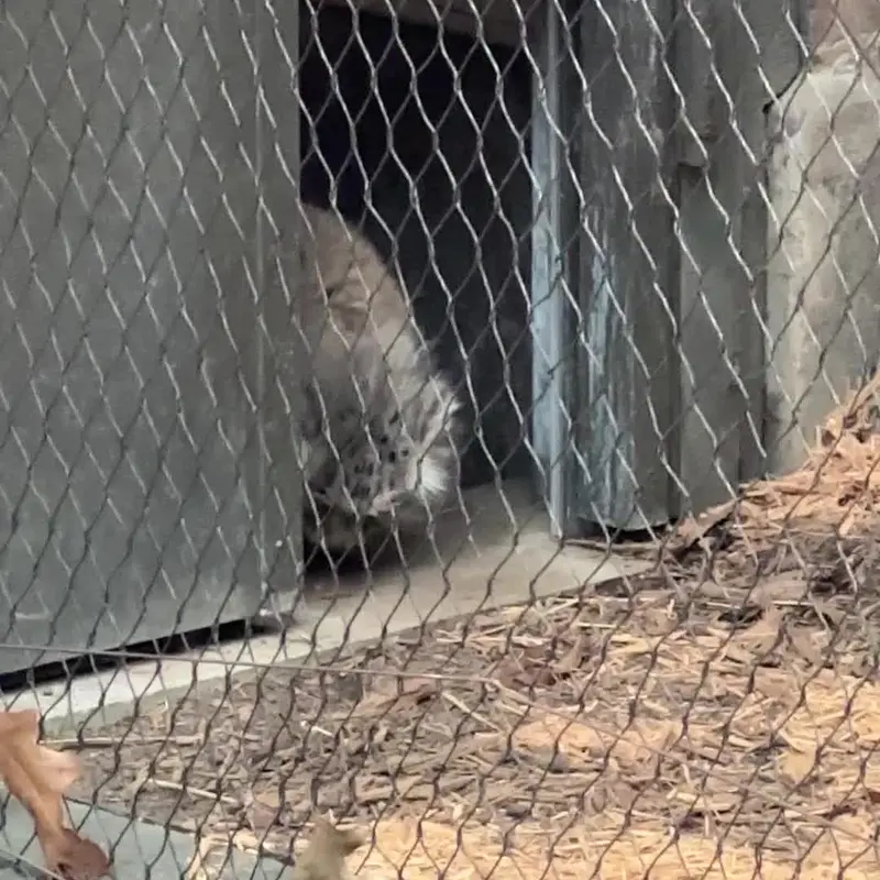 Фотография с манулом в Зоопарке Проспект-парка