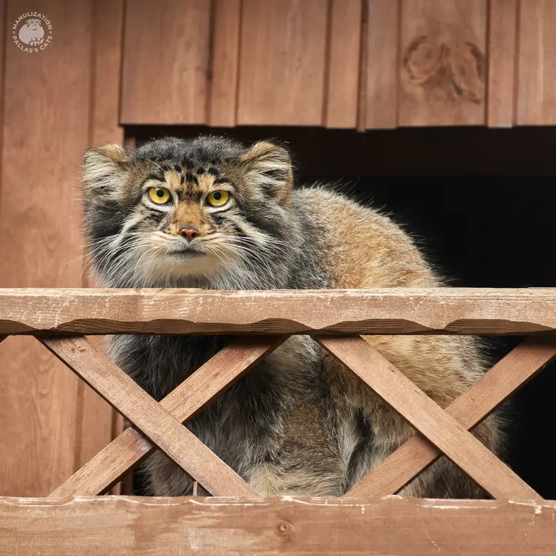 Фотография Алтая в Ижевском Зоопарке