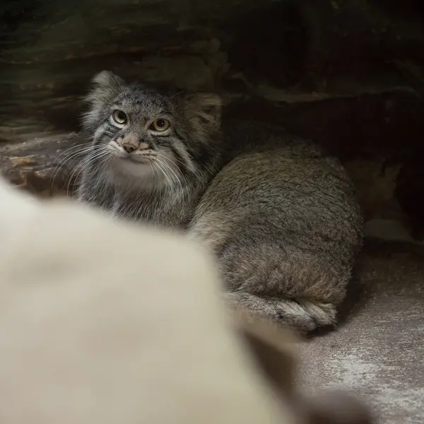 Фотография Фиги в Зоопарке Уено