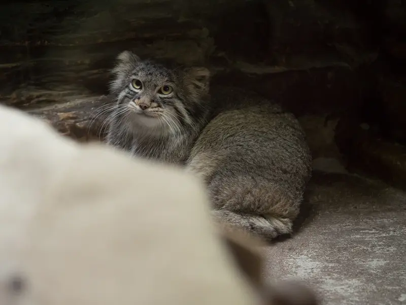 Фотография Фиги в Зоопарке Уено