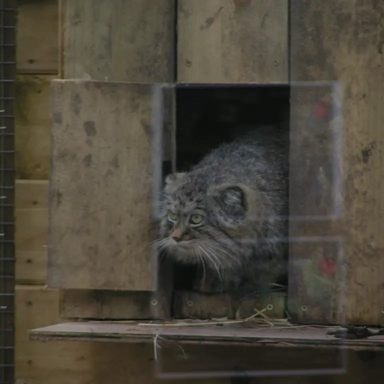 Фотография Алтая в Лэйклэнде Вайлдлайф Оазисе