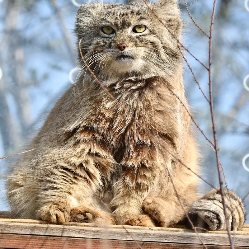 Фотография Спая в Пражском Зоопарке