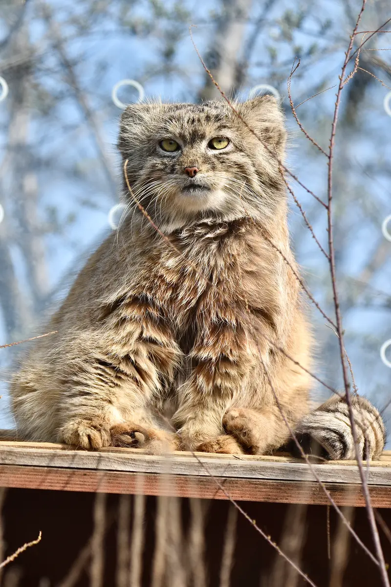 Фотография Спая в Пражском Зоопарке