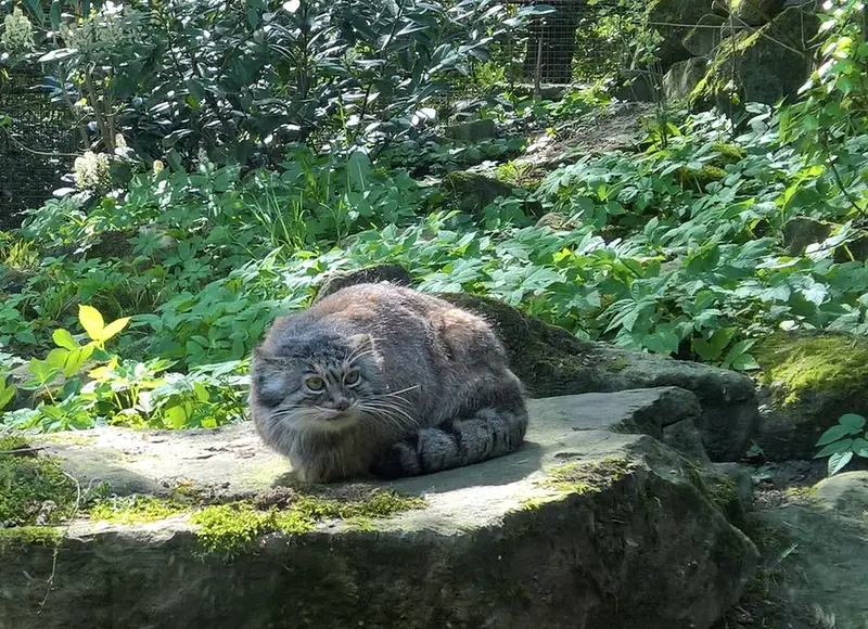 Фотография с манулом