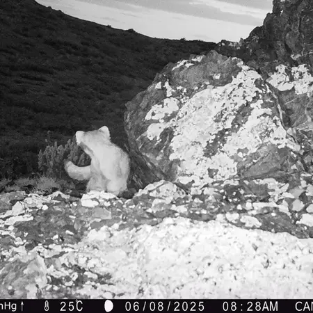 Фотография Сибирского Манула с фотоловушки Жиланды