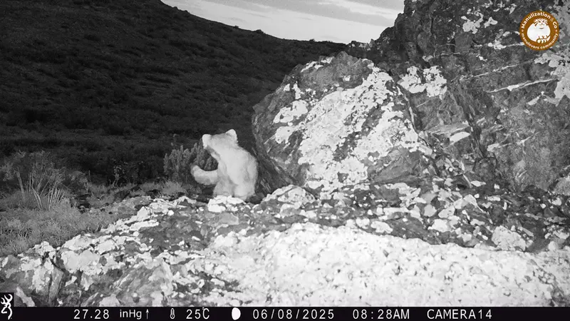 Фотография Сибирского Манула с фотоловушки Жиланды