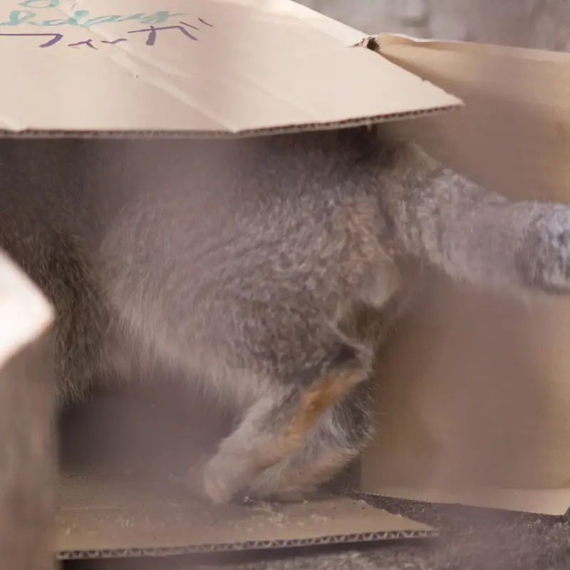 Фотография Фиги в Зоопарке Ногеяме