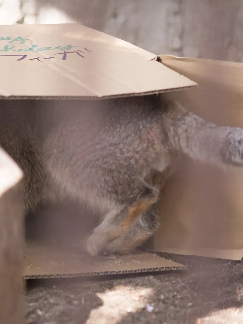 Фотография Фиги в Зоопарке Ногеяме