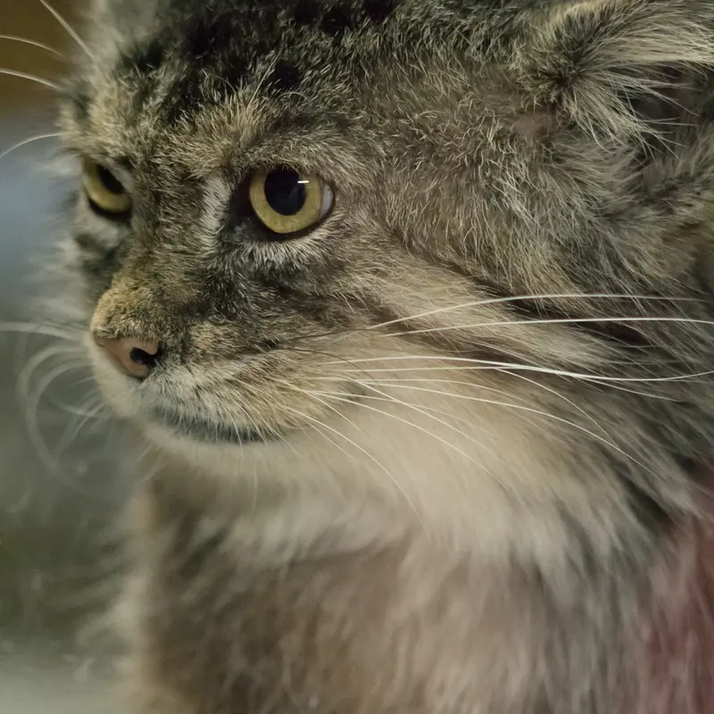 Фотография Примулы в Зоопарке Уено