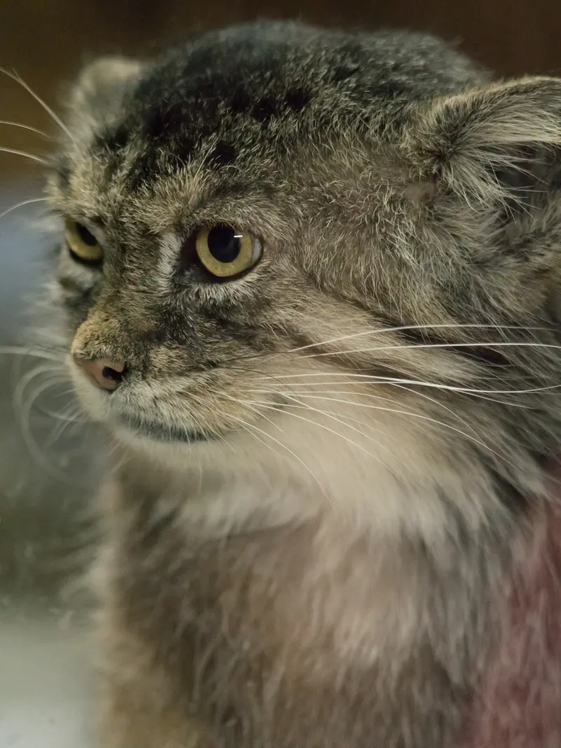 Фотография Примулы в Зоопарке Уено