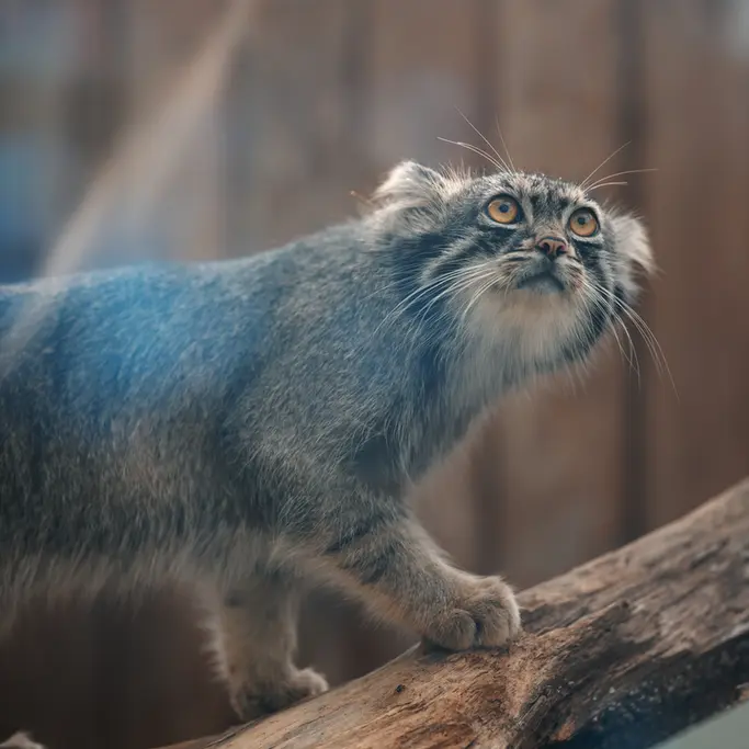 Фотография Нара в Царстве Животных Кобе