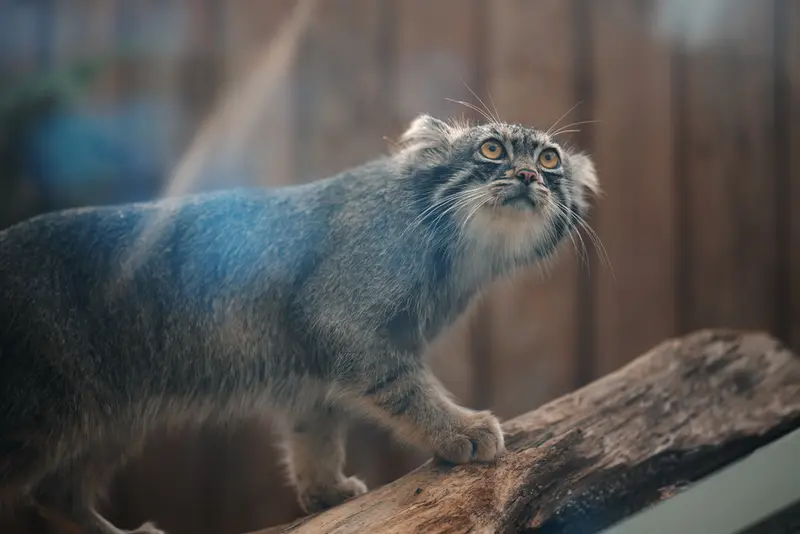 Фотография Нара в Царстве Животных Кобе