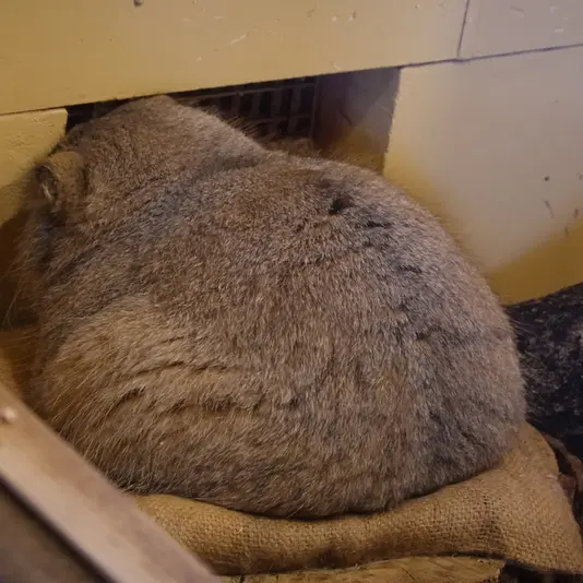 Фотография Оливы в Детском зоопарке Сайтама