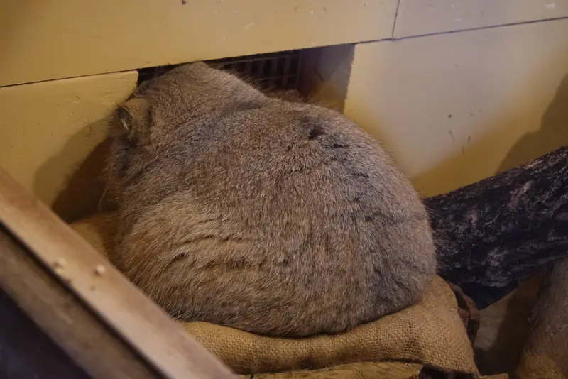 Фотография Оливы в Детском зоопарке Сайтама