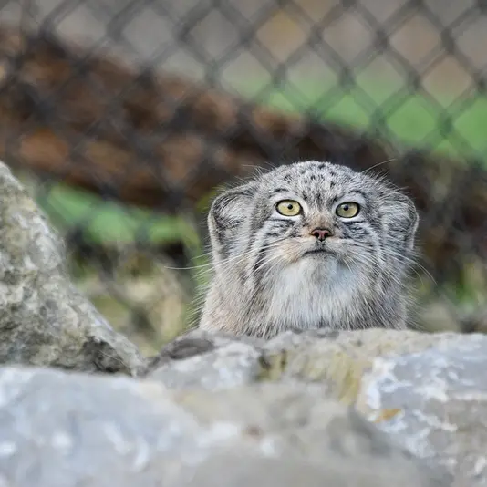 Фотография Хараа в Парке диких животных Порт-Лимпн