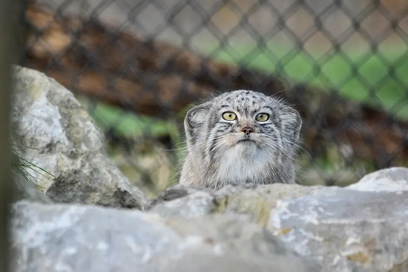 Фотография Хараа в Парке диких животных Порт-Лимпн