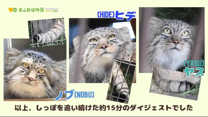 Фотография Ясу в Зоопарке и ботаническом саде Хигашияма