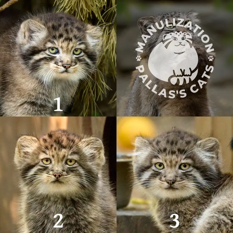 Фотография Котёнка Снежаны 2026 г.р. Ⅰ, Котёнка Снежаны 2026 г.р. Ⅱ, и Котёнка Снежаны 2026 г.р. Ⅲ в Новосибирском Зоопарке