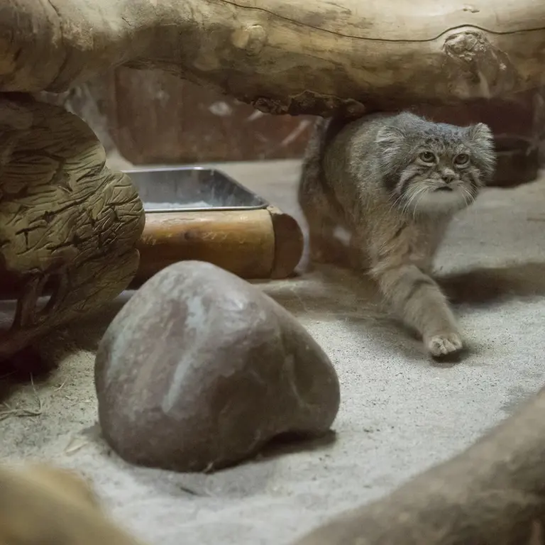 Фотография Клёна в Зоопарке Уено