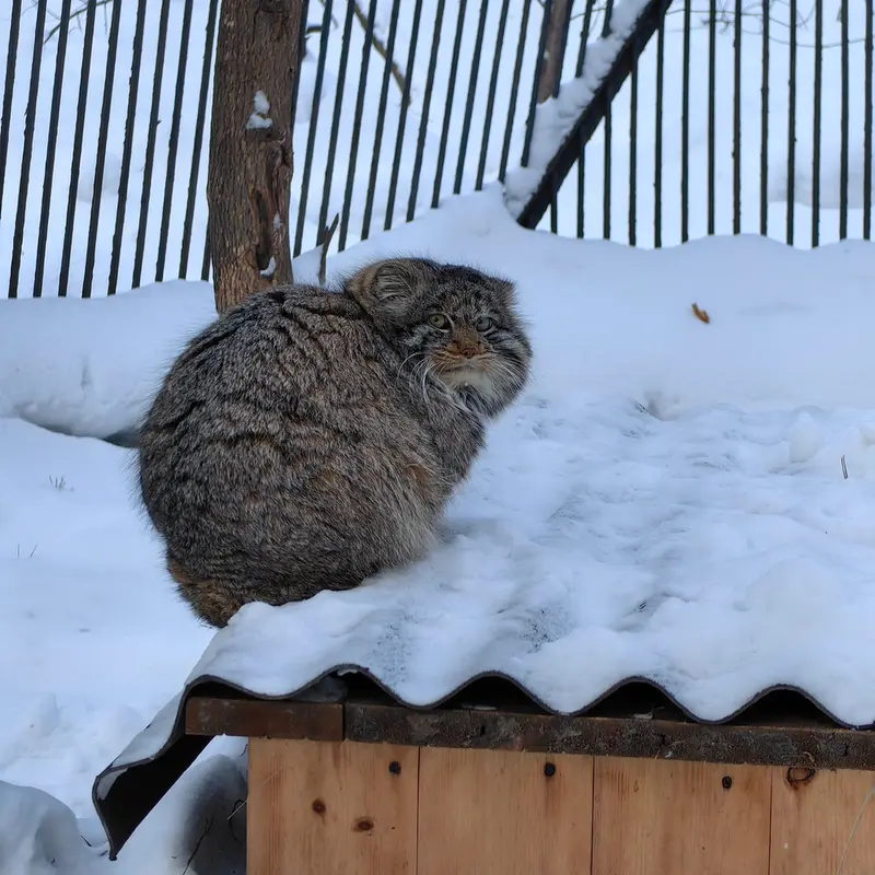 Фотография Бандита в Новосибирском Зоопарке