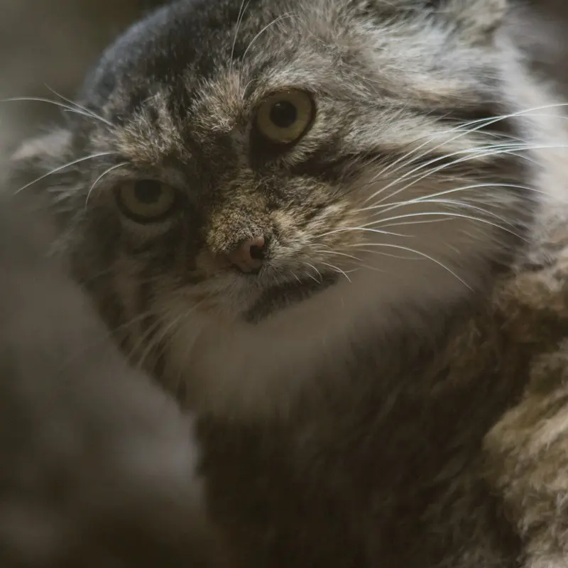 Фотография Примулы в Зоопарке Уено