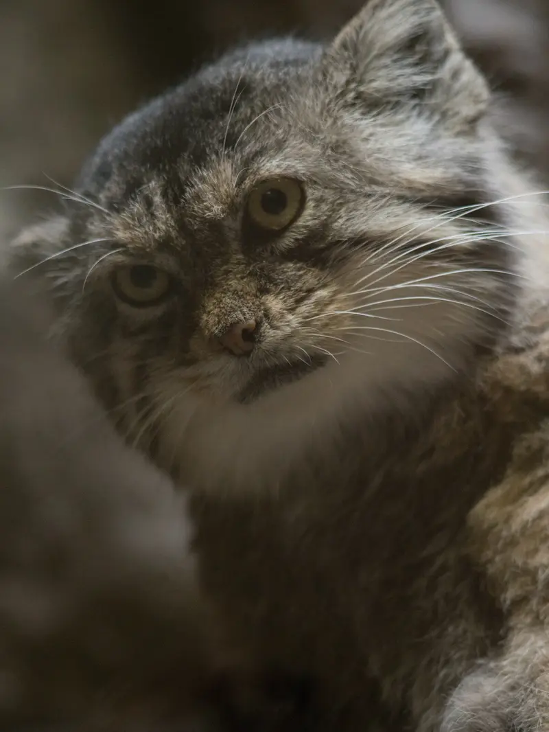 Фотография Примулы в Зоопарке Уено