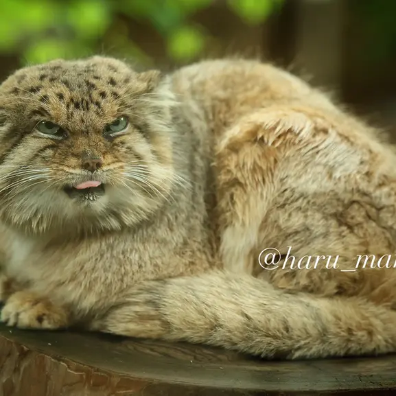 Фотография Бора в Царстве Животных Насу