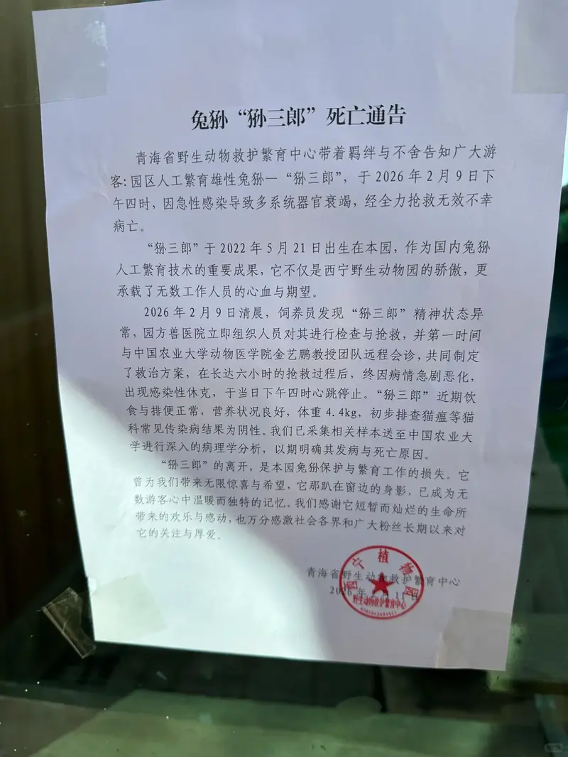 Фотография с манулом