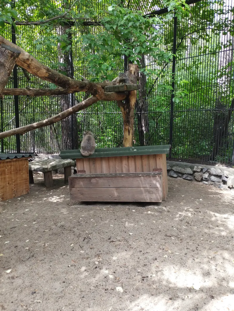 Фотография с манулом в Новосибирском Зоопарке