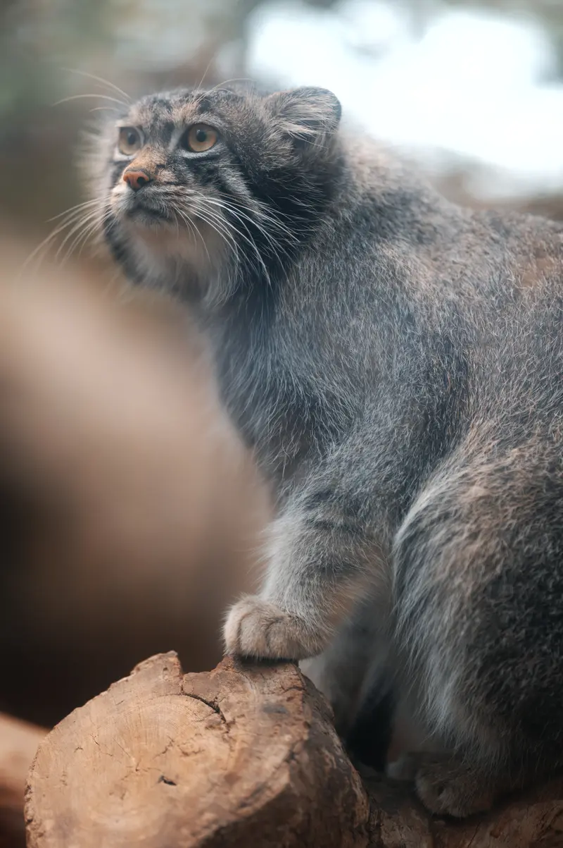 Фотография Нара в Царстве Животных Кобе