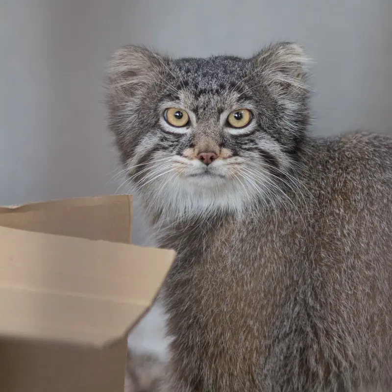 Фотография Фиги в Зоопарке Ногеяме