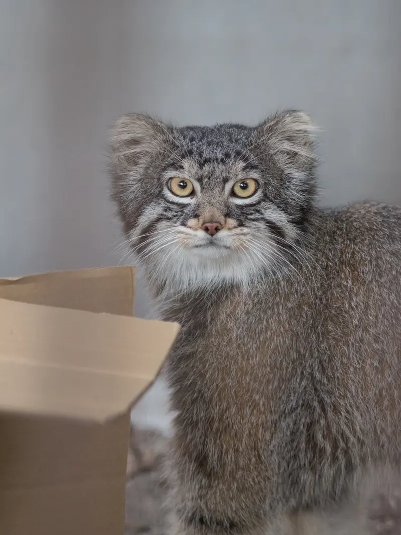 Фотография Фиги в Зоопарке Ногеяме