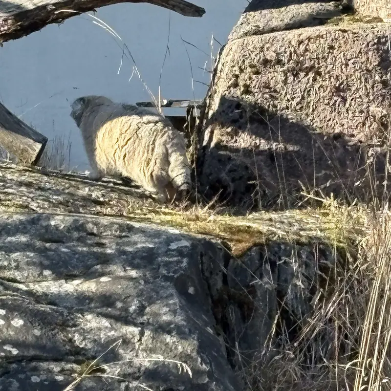 Фотография Мими в Зоопарке Коркеасаари