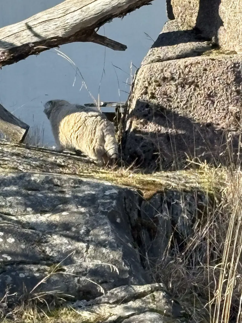 Фотография Мими в Зоопарке Коркеасаари