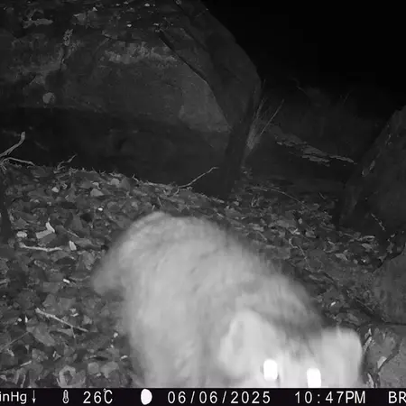 Фотография Сибирского Манула с фотоловушки Киикбай