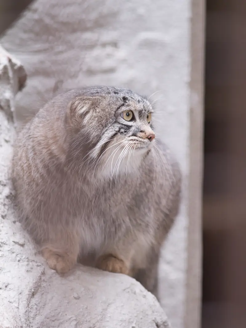 Фотография Фиги в Зоопарке Ногеяме