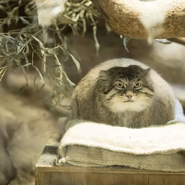 Фотография Примулы в Зоопарке Уено