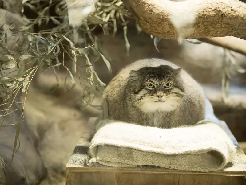 Фотография Примулы в Зоопарке Уено